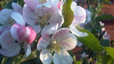 Photo of De unde vine expresia ”de florile mărului”?