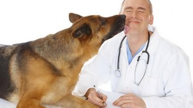 Photo of Ziua Medicului Veterinar