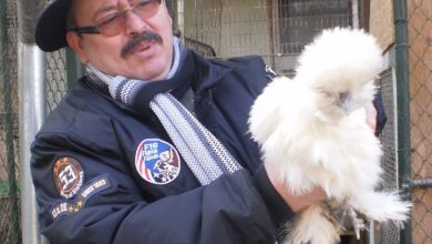Photo of PNL ARGEȘ MERGE LA PARLAMENTARE CU TATĂL PĂSĂRICILOR DE RASĂ