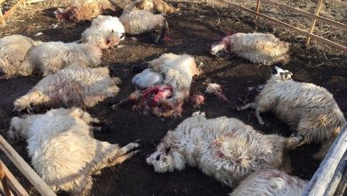 Photo of ȘOCANT!LUPII AU FĂCUT DEZASTRU ÎN COMUNA CORBI